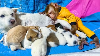 Monkey PiPi is touched by the maternal love of the dog Bong and her beautiful children.