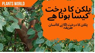 How to Grow Pilkhan Tree I Pilkhan ka Ped Kaisa hota hai I Pilkhan Tree I Ficus Virens