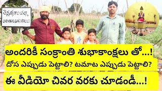 దోస పంట ఎప్పుడు పెట్టాలి? టమాట పంట ఎప్పుడు పెట్టాలి  !!! MAS