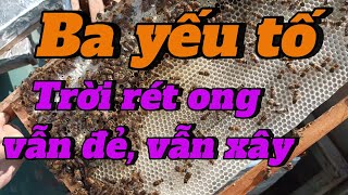 Trời rét ong vẫn xây, vẫn đẻ