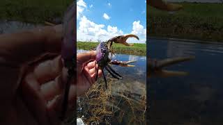 Beautiful of natural flooded areas - how do you catch a crab #naturevideo #flooded #crabs