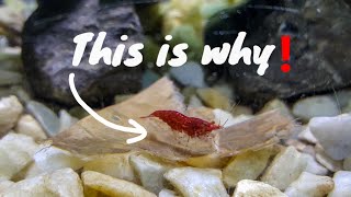 5 most common reasons why shrimps die.