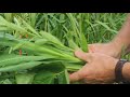 using annuals to feed cattle and build soil health final