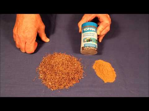 How to Feed Baby Venus Fly Traps How to Feed Baby Venus Fly Traps