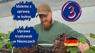 Uprawa truskawki powtarzającej owocowanie Florice w ciężkim zblokowanym tunelu foliowym w Niemczech