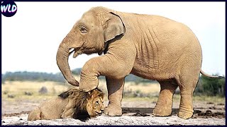 10 Times Elephants Took Revenge On Lions!