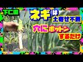 【ネギの栽培方法】裏ワザ 秘伝ポットン栽培なら土寄せ不要でこんなのができるよ