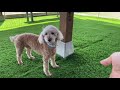 トイプードル チョコちゃん 【toy poodle】