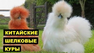 Разведение кур породы Китайские шелковые как бизнес идея | Куры Китайские шелковые