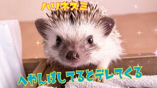 ハリネズミ🦔のこまろ☆cute hedgehog☆部屋んぽするとデレてくるハリネズミ🦔が可愛いすぎる☆