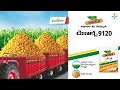 variety of maize seed డికాల్బ్ 9120 దిగుబడిలో రారాజు telugu bayer crop science india