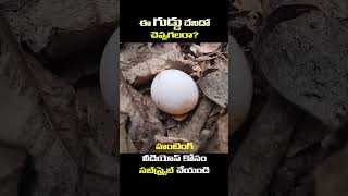 ఈ గుడ్డు దేనితో చెప్పండి ప్లీజ్ | #shorts #shortvideo #mystery  #adavi #wildlife #chicken #trending