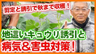 家庭菜園や農園の地這いキュウリ栽培の剪定作業と誘引作業！病気＆害虫対策で秋まで収穫！【農家直伝】Cucumber cultivation disease and pest control tips.