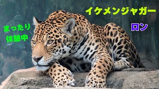 【天王寺動物園】まったり休憩中♪イケメンジャガーのロン🐆✨