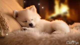 4 HOURS of Dog Calming Music For Dogs🎵💖Anti Separation Anxiety Relief Music🐶Sleep dog Healing🎵