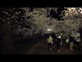 4k uhd 弘前さくらまつり 桜のトンネルから桜のハートまで 満開 夜桜 hirosaki cherry blossom festival tunnel to heart 220421