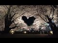 4k uhd 弘前さくらまつり 桜のトンネルから桜のハートまで 満開 夜桜 hirosaki cherry blossom festival tunnel to heart 220421