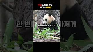 댓잎 여러장 모아서 즐기는 푸바오 🌿🐼