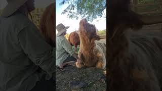 Bull Gets Cozy While Enjoying a Brushing Session