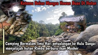 Camping Bermalam Lima Hari Petualangan Ke Hulu sungai Menjelajah Hutan Rimba Berburu ikan Masher