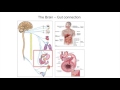 Alpha-Synuclein - What's it all about?