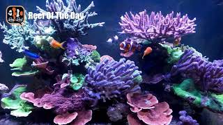 Reef Of The Day: 100G