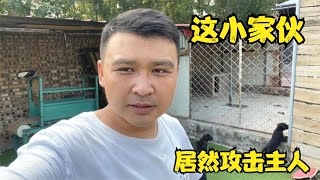 41天的“杀人犬”威风凛凛，发起狠来主人都不放过，咬住就不撒嘴