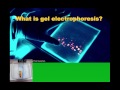 Biotechnology Intro and Gel Electrophoresis (IB Biology)