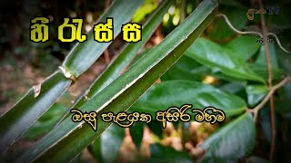 හීරැස්ස Heressa , ඔසු පැළ  , ප්‍රාණ TV .   Herbs of Indigenous Medicine ,   vajra senanayake