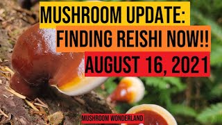 Mushroom Update- Reishi's are Growing! August 16 2021