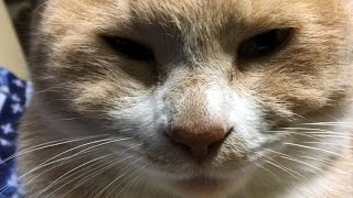 男は黙ってどアップで勝負！僕ぅ、だいず😺ですぅ♬【猫日記こむぎ＆だいず】2016.12.04