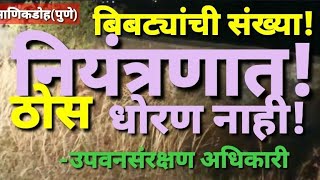 बिबट संख्या नियंत्रणात आणण्यासाठी ठोस धोरण नाही - उपवन संरक्षण अधिकारी