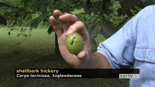 Trees with Don Leopold - shellbark hickory