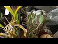 preview of epic orchid haul orchidhaul