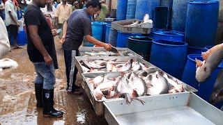 পাইকারি পাঙ্গাস মাছের দাম জানুন |  Biggest Fish Market in Bangladesh