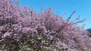 【高知ドローン】須崎 雪割桜