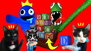 Escóndete de Blue y Green de Rainbow Friends Roblox vs gatitos Luna y Estrella / Videos de gatos