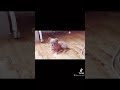 【生後2ヵ月】チワプーの子犬をお迎えしました