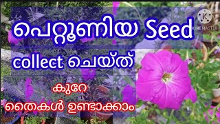 പെറ്റൂണിയ Seed collection