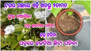 ଥୋପା ଟଗର ଗଛରେ ଏହି ଖତରୁ ୨ଚାମଚ ll ଫୁଲ ନଆସିବା, ପତ୍ର ହଳଦିଆ ପଡିବା, କଢ଼ ଝଡିବା, ପତ୍ରରେ ହଳଦିଆ ଛିଟା ପଡିବା