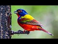 Meet Painted Bunting, The Most Colorful Bird Native To The United States