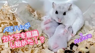 【ママより目立とうと…】赤ちゃんハムスターがカメラを意識してアピール！？