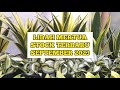 STOCK LIDAH MERTUA BULAN SEPTEMBER 2023 DI GREEN HOUSE PAK HERMAN