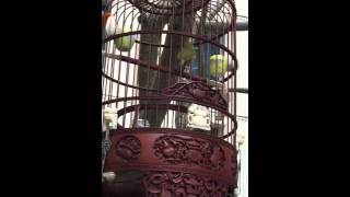 3 month mata puteh (drop form) Hanzi bird shop