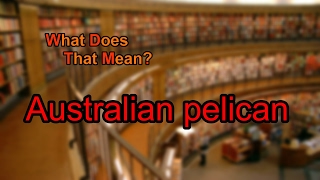 What does Australian pelican mean?