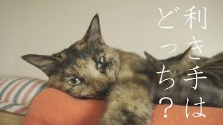 【検証】利き手はどっち？猫にも利き手はある？調べてみたら衝撃の結果が！