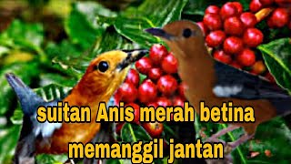 Suitan Anis merah betina memanggil jantan