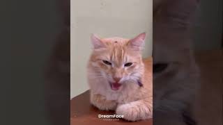 Singing cat Kuttu #cat #2025