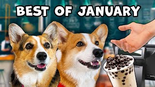 Best Talking Dog Videos (January 2023)
