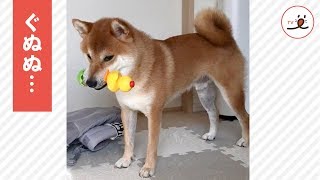 妹のおもちゃを盗った柴犬🐕 観念したかのようにおもちゃを置いて反省するが… 【PECO TV】